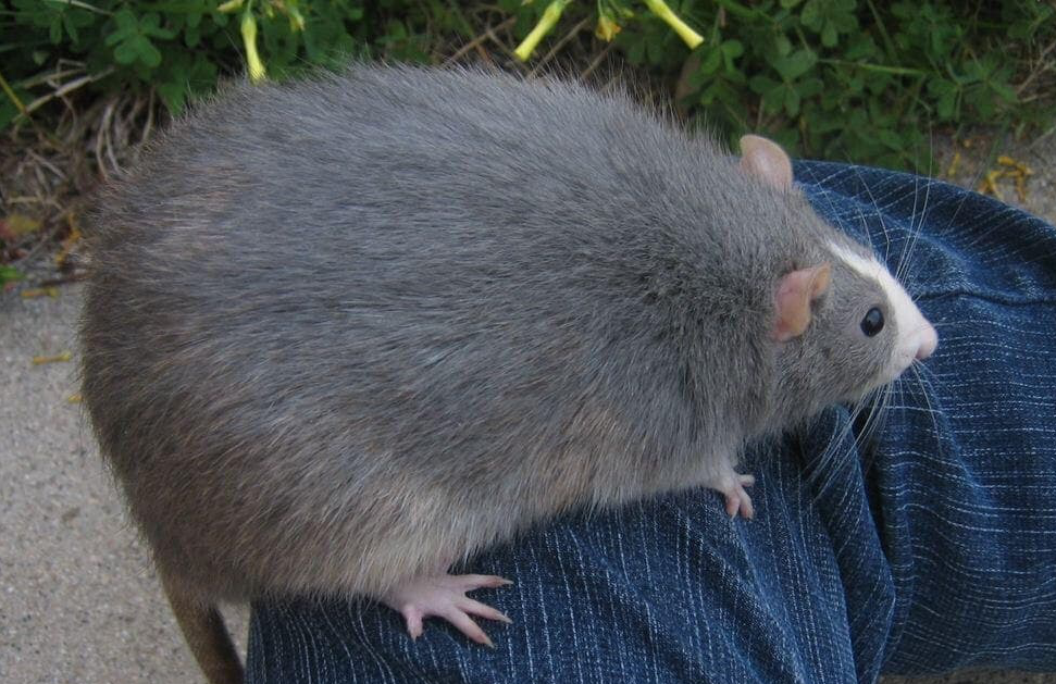 A big rat sitting on a person's leg.